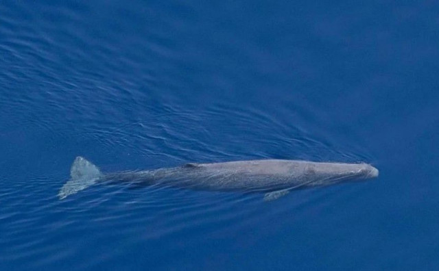 RIJETKO PRISUTNI U JADRANU Skupina kitova viđena blizu dalmatinskog otoka
