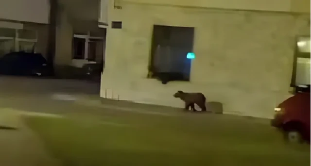 VIDEO Medvjed protrčao središtem Kupresa