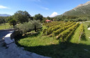 Manastir Tvrdoš vinograd masline