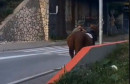 Neobičan prizor u Mostaru, muškarac u šetnji s konjem