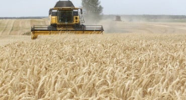Pšenica žitarice