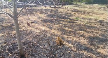 LJUBUŠKI Požar uništio desetogodišnji nasad oraha u selu Vašarovići