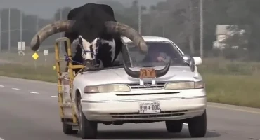 ZABILJEŽENA NESVAKIDAŠNJA SITUACIJA Prevozio velikog bika na suvozačevom mjestu, isjekao mu i krov