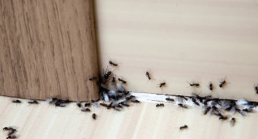 mravi,dom,uređenje