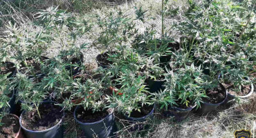 ČAPLJINA Uhvaćen s pištoljem i 28 stabljika marihuane