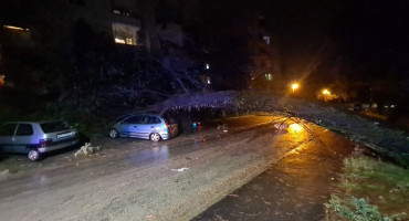 stablo na cesti