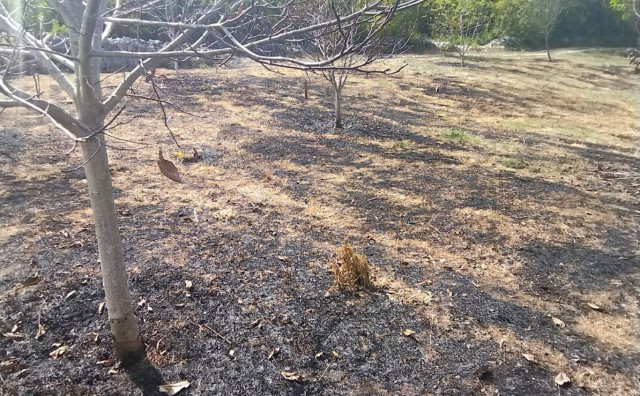 LJUBUŠKI Požar uništio desetogodišnji nasad oraha u selu Vašarovići