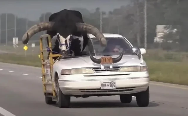 ZABILJEŽENA NESVAKIDAŠNJA SITUACIJA Prevozio velikog bika na suvozačevom mjestu, isjekao mu i krov