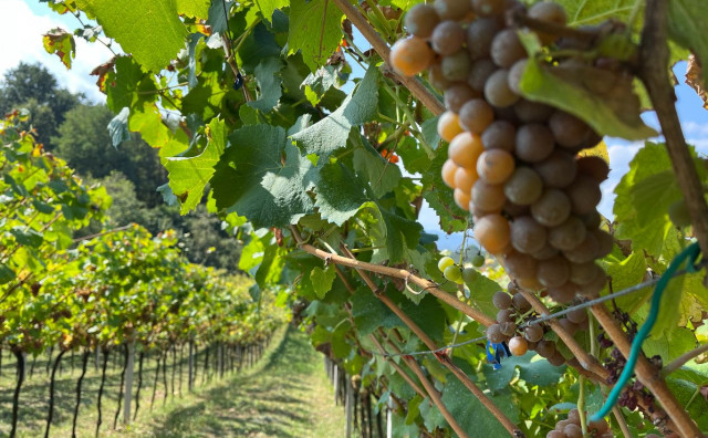 IZ LJUBUŠKOG U PORTUGAL Hercegovačka autohtona vinova loza uskoro će se uzgajati u Portugalu