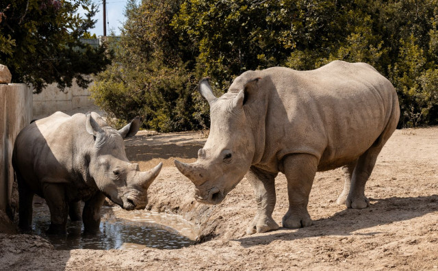 PRONAĐENA U NASTAMBI Nosorog ubio 28-godišnju čuvaricu u zoološkom vrtu