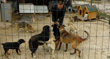 ZAŠTITA SLABIH I NEMOĆNIH Dalibor je prije 2 godine gledao zlostavljanje i trovanje pasa, danas brine o stotinama njih