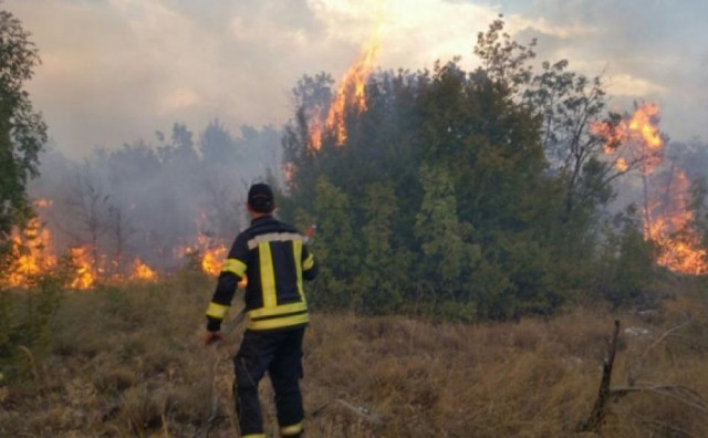 STUDENCI KOD LJUBUŠKOG Izgorio nasad pistacija u požaru koji je zahvatio zapuštene vinograde