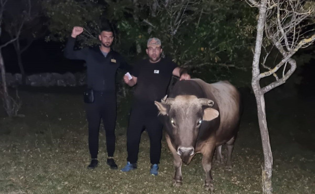 TRANSFER 'RONALDA' Jure iz Rakitna svom susjedu Anti prodao je bika za cijenu odličnog automobila