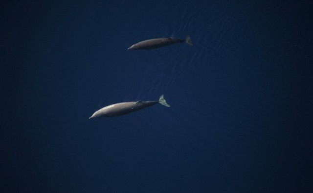 SLABO POZNATA VRSTA U Jadranu počelo praćenje Cuvierovih kljunastih kitova