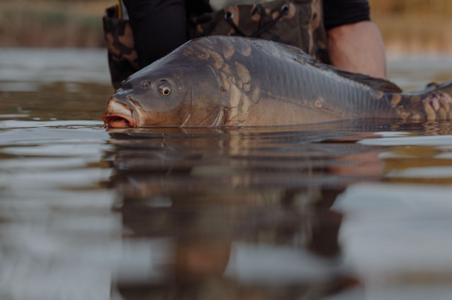 RIBOLOVCI UPOZORAVAJU Prodaja 1.600 kilograma šarana ulovljenog na ...