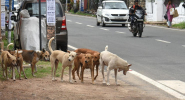 NAPUŠTENI PSI SVE VEĆI PROBLEM Građani ostavljaju i odrasle pse, inspektori upozoravaju da je to kazneno djelo
