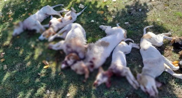 Ubijeni psi u Širokom Brijegu