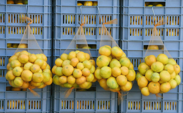 POJAČANE MJERE Zabranjen uvoz pošiljke mandarina iz Hrvatske u BiH