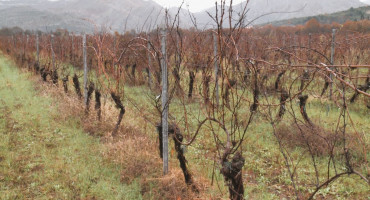 vinograd