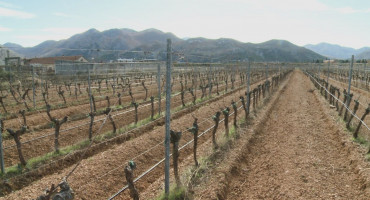 Rezidba vinograda u Trebinju