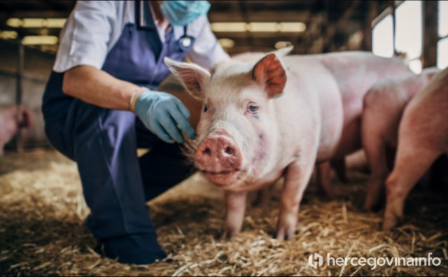 PRVI SLUČAJ SVINJSKE KUGE U ZAPADNOJ HERCEGOVINI U selu Jare kod Širokog eutanizirane 103 svinje