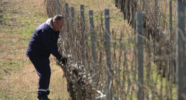 Vinogradari u Trebinju proslavili svetog Trifuna