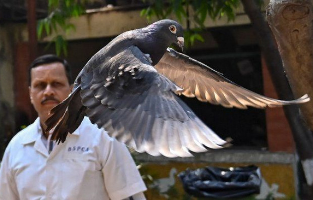 OSLOBOĐEN GOLUB Nakon 8 mjeseci istrage pokazalo se da golub uhvaćen u Indiji nije bio kineski špijun