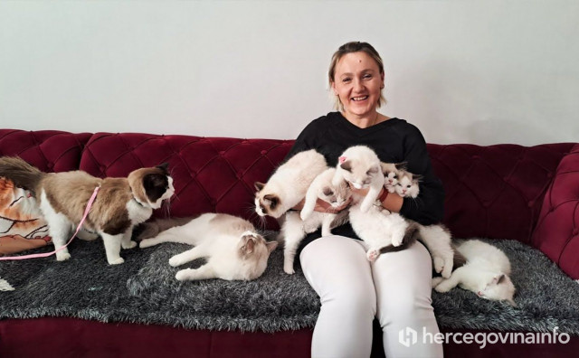 Selma uzgaja posebne 'Ragdoll' mačke koje ljudima izgledaju nestvarno, a želi osnovati i felintološki savez u BiH