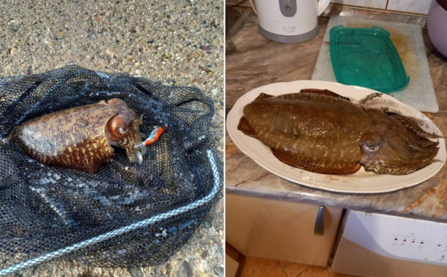 Neumski umirovljenik s obale ulovio sipu kapitalca od 1,5 kg