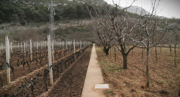 Dragan Trebinje vinogradi