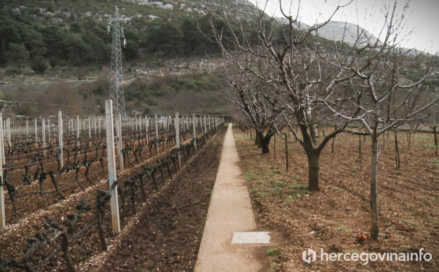 Vinogradari u Hercegovini krenuli s rezidbom, očekuju još jednu dobru godinu