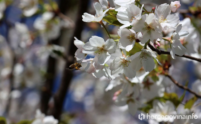 Vremenska prognoza za Mostar i Hercegovinu - 20.04.2026