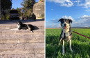 NEVJEROJATNA PRIČA Izgubila psa u Grčkoj, pronašla ga godinu dana kasnije na granici BiH i Srbije