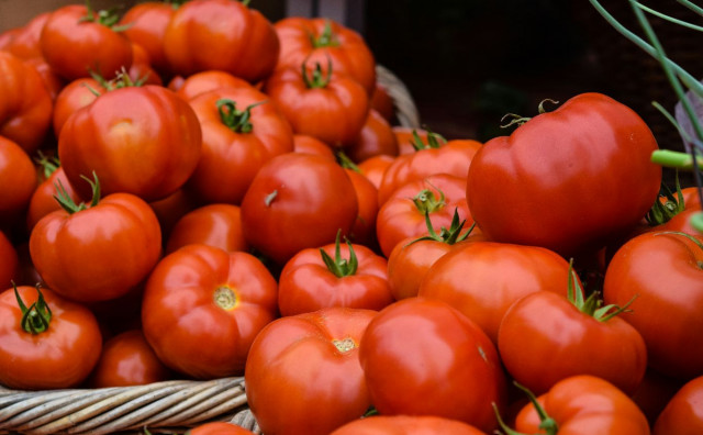 DOMAĆI POLJOPRIVREDNICI NEZAŠTIĆENI Predlažu zabranu uvoza paradajza u BiH