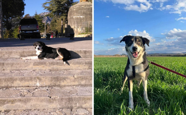 NEVJEROJATNA PRIČA Izgubila psa u Grčkoj, pronašla ga godinu dana kasnije na granici BiH i Srbije