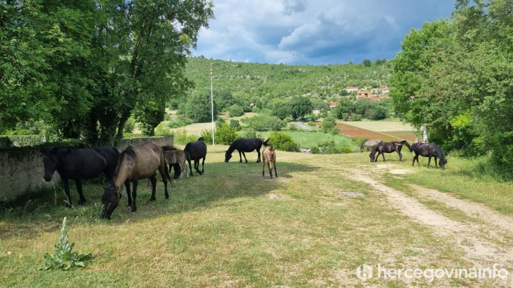 Braća Šutalo kod Stoca ergela bosanskih brdskih konja