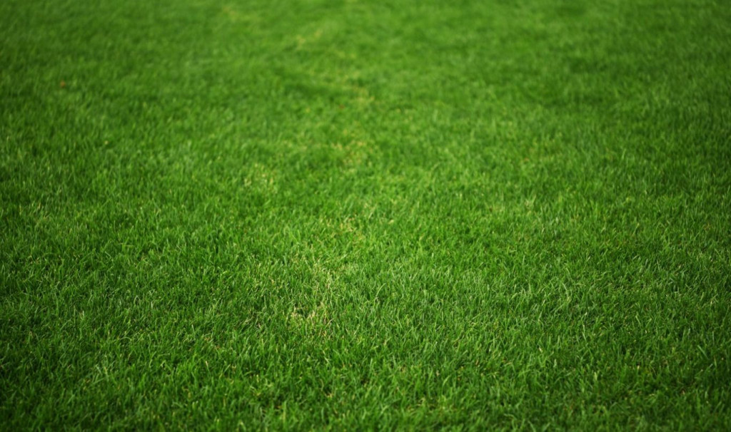 FK Velež trava