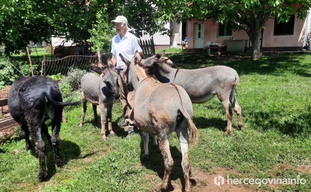 Potražnja za magarećim mlijekom iz Berkovića daleko premašuje ponudu