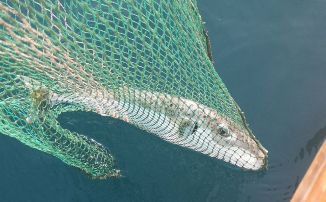 PRIJETNJA RIBARSTVU U hrvatskom Jadranu snimljene najotrovnije ribe svijeta