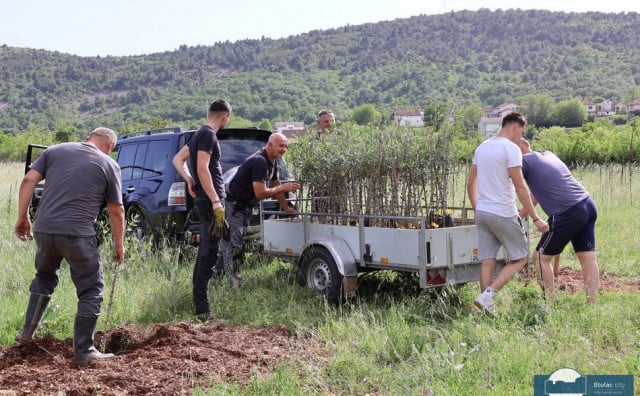 Eko park Bartoli zajedno s mještanima u Popratima kraj Stoca posadio 600 maslina