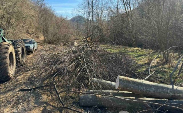 A Bosnian grove is timber poachers’ sweet home: The value of illegally cut forest is at least 300 million marks