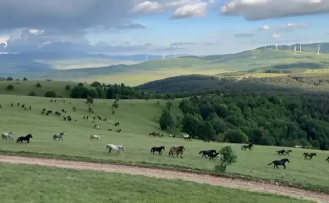 Predivni divlji konji u Hercegovini ostavili bez daha ljude širom regije