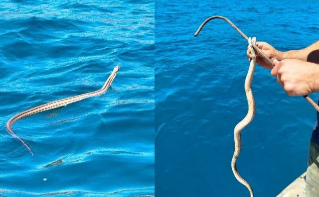 Zmija u moru Neum