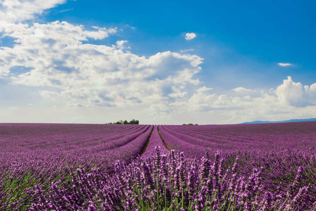 Lavanda