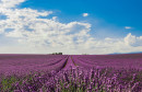 Lavanda