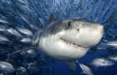 ZBOG KRIJUMČARENJA Testirali morske pse na kokain i svi su bili pozitivni