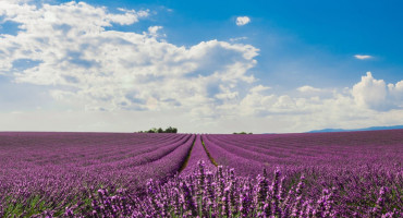 Lavanda