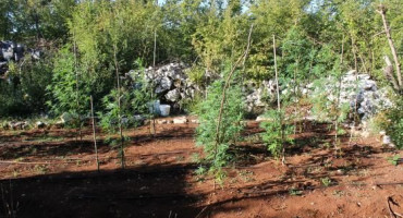 Marihuana, Indijska konoplja