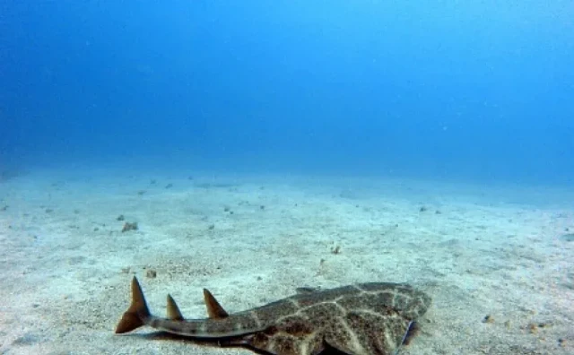 U blizini Zadra pronađena kritično ugrožena vrsta anđeoskih morskih pasa