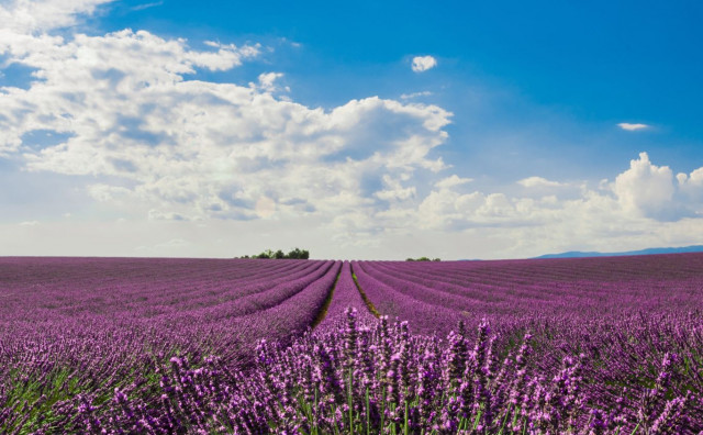 Lavanda